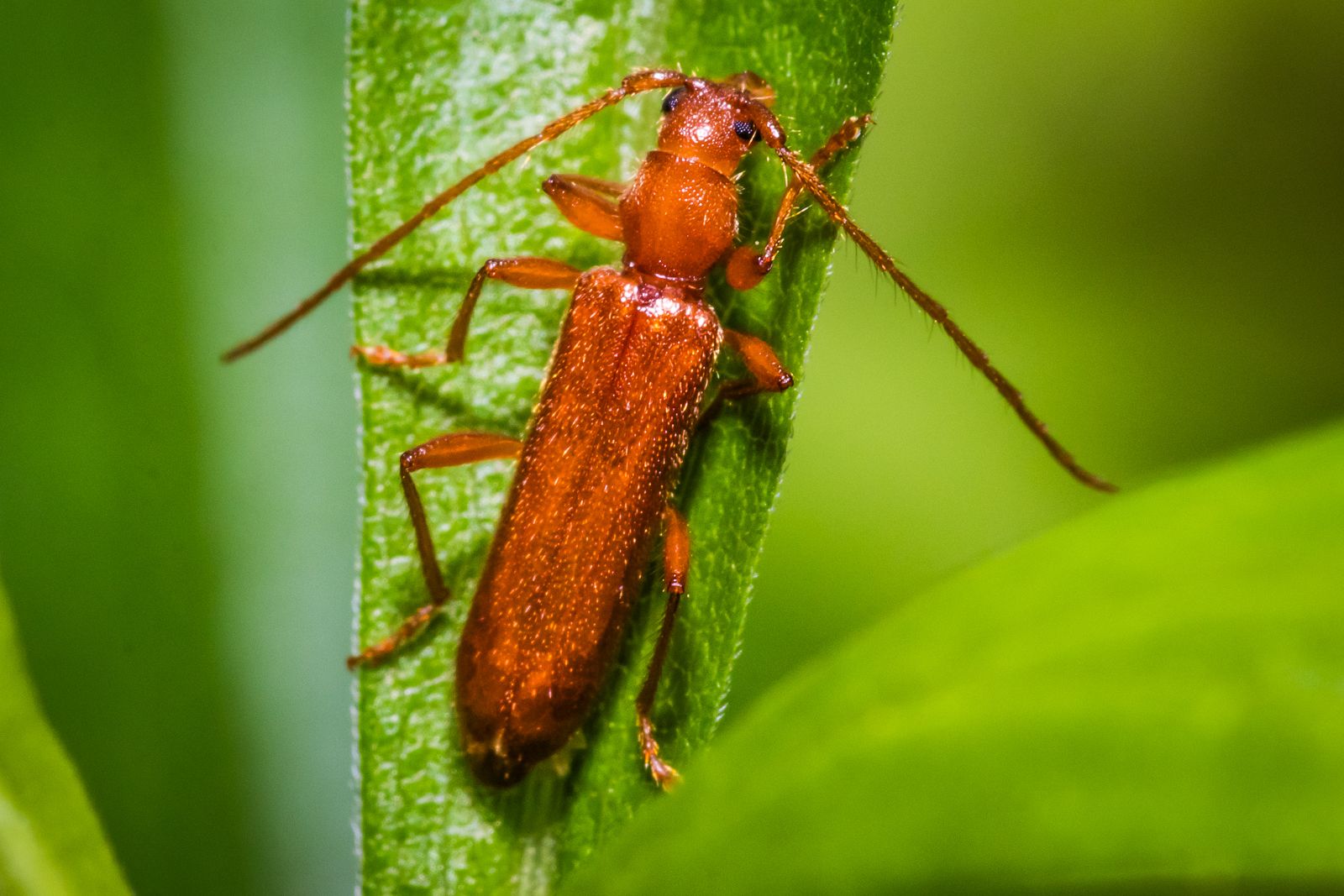 Axinopalpis gracilis