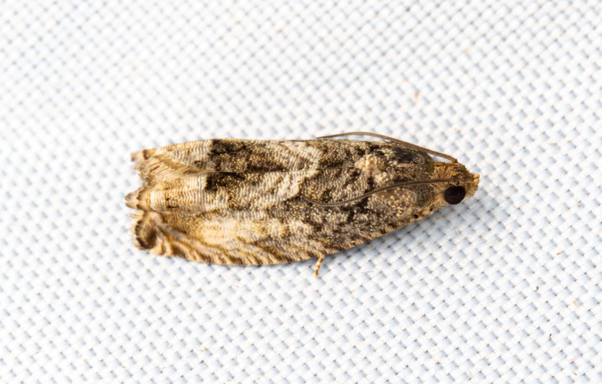 Cydia glandicolana