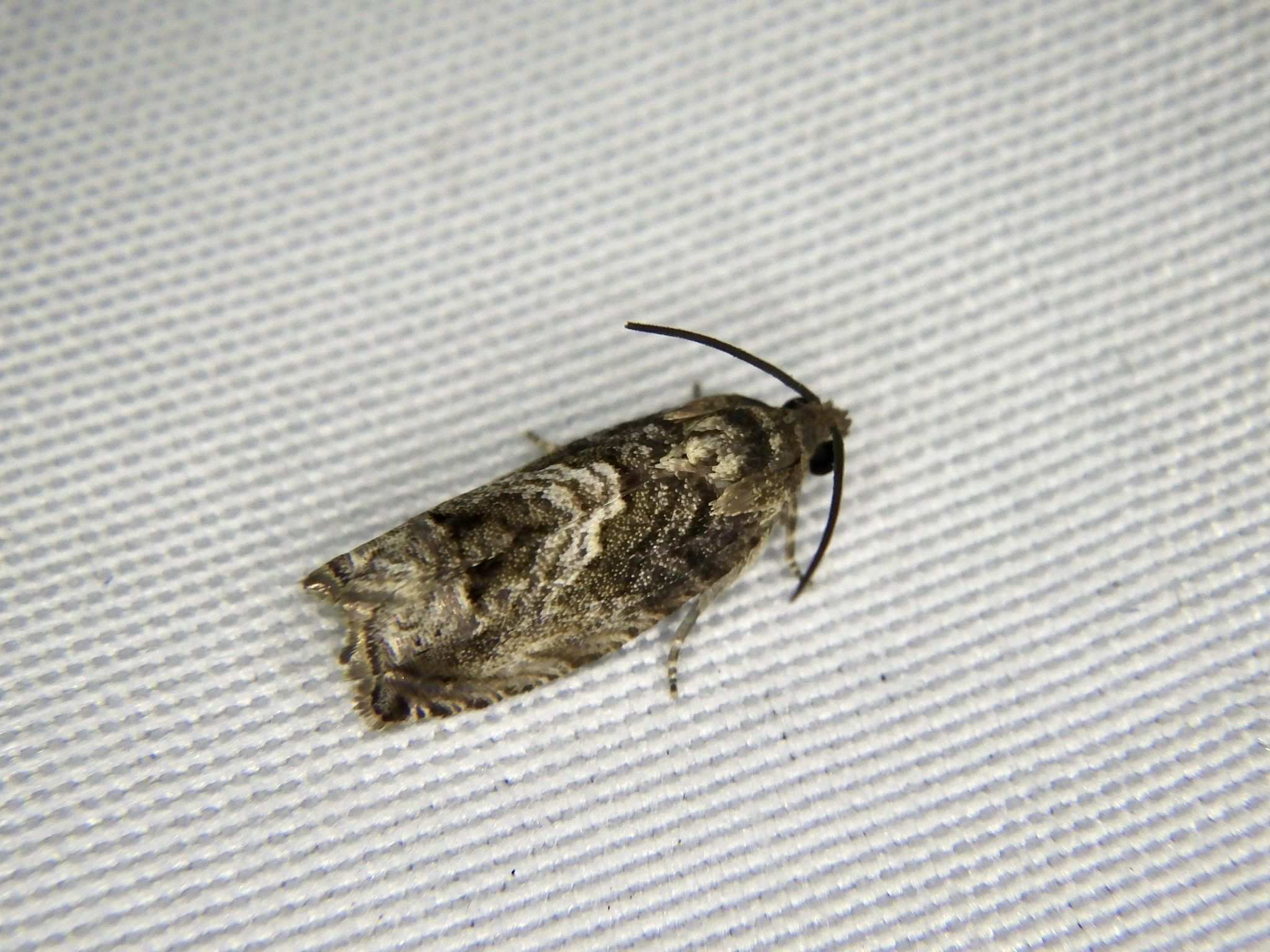 Cydia glandicolana