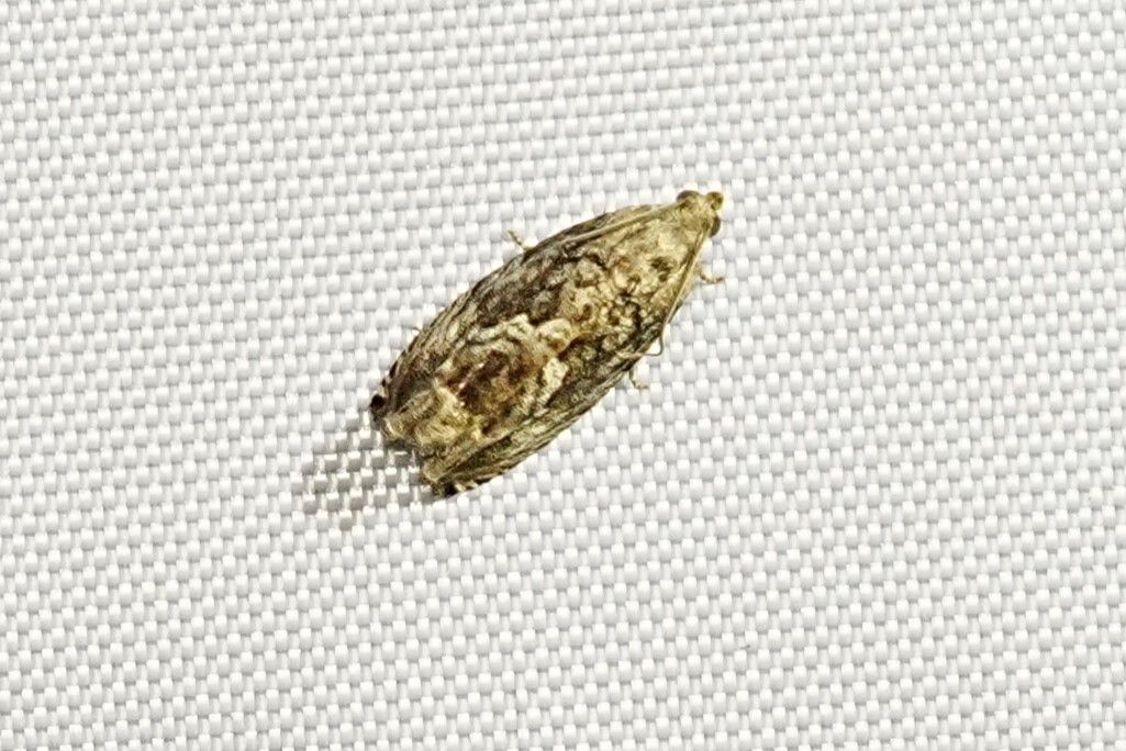 Cydia glandicolana