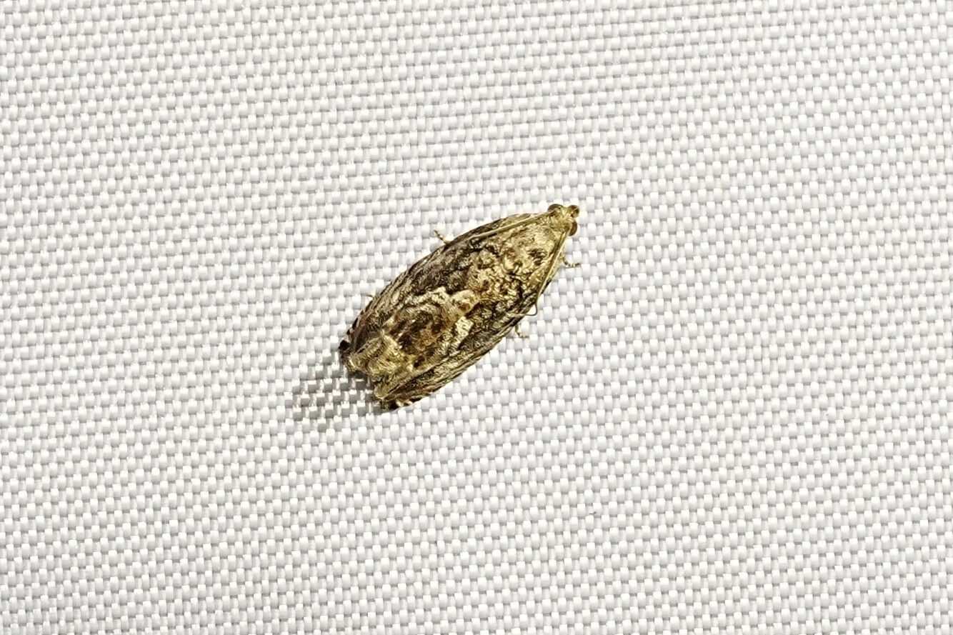 Cydia glandicolana
