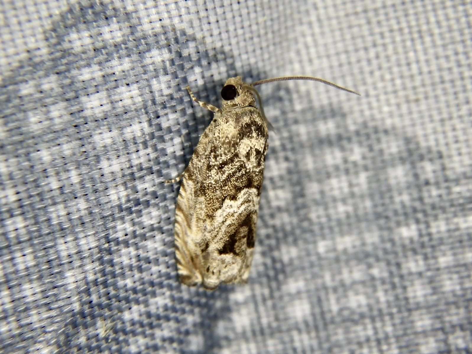 Cydia glandicolana