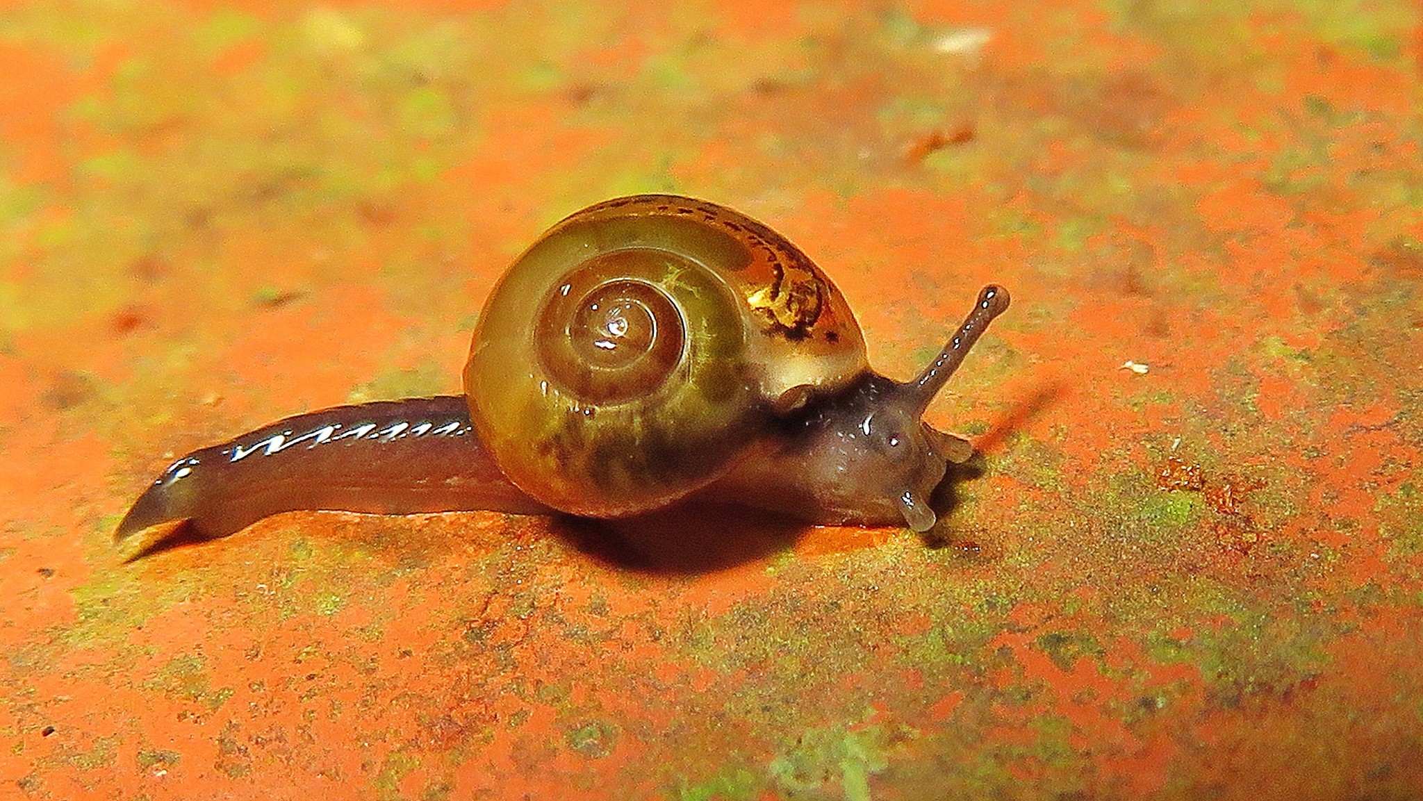 Ovachlamys fulgens