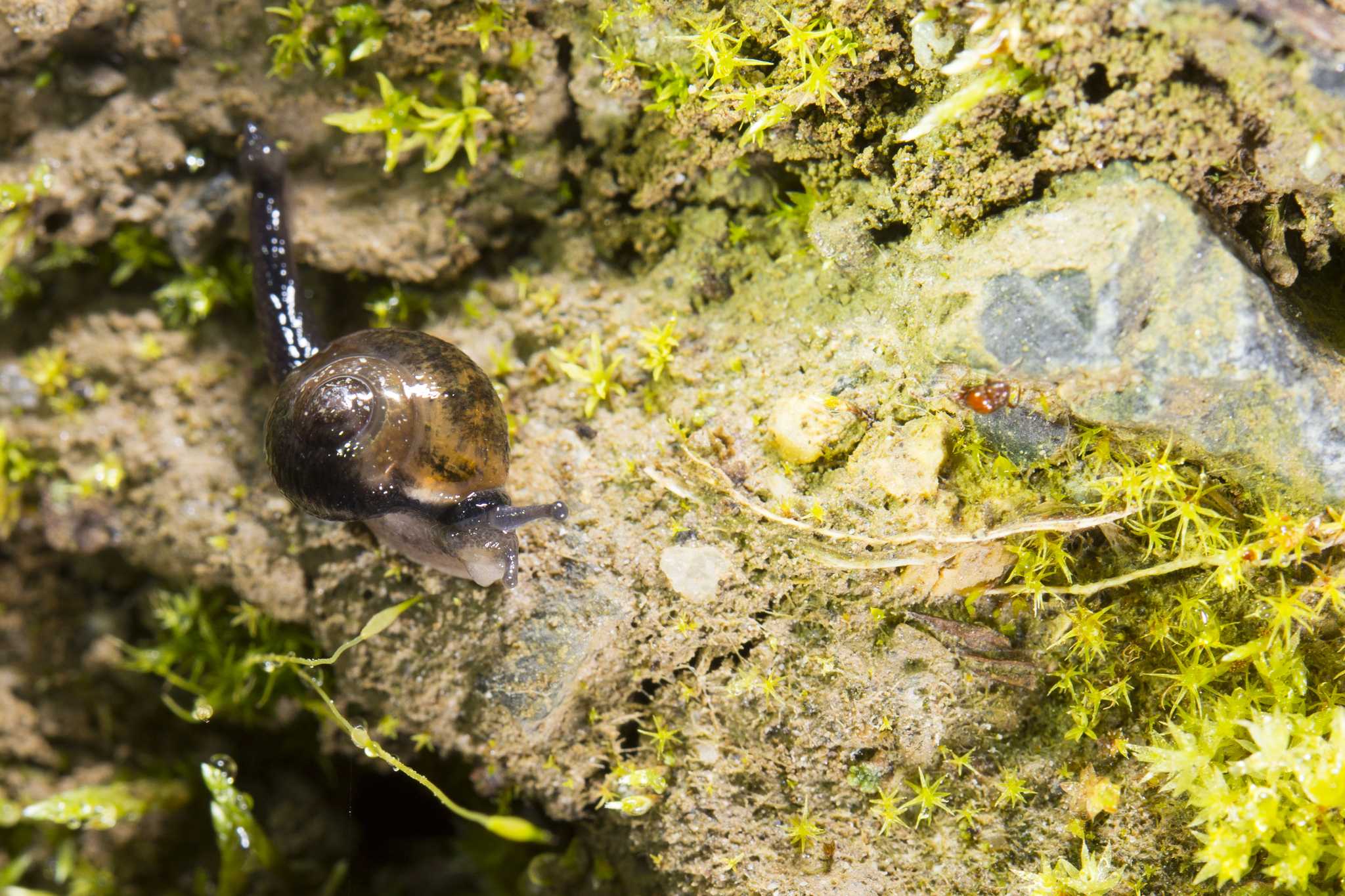 Ovachlamys fulgens