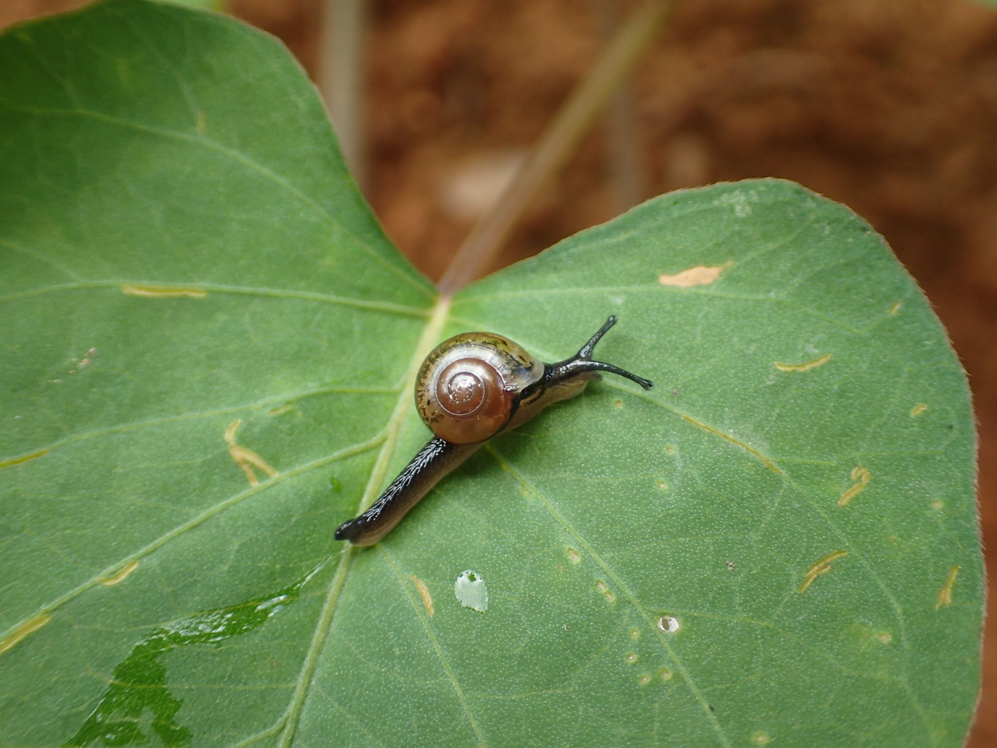 Ovachlamys fulgens