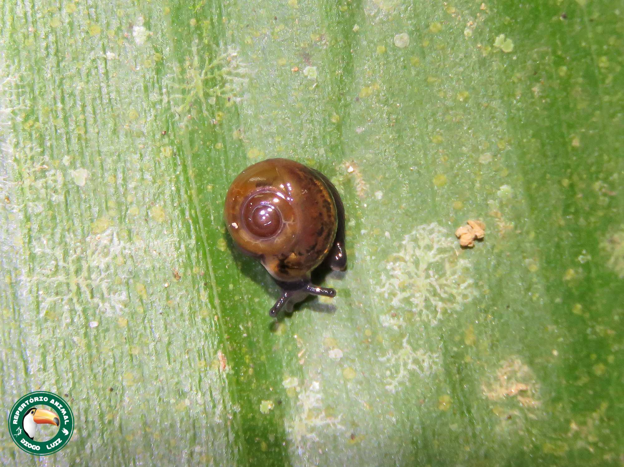 Ovachlamys fulgens