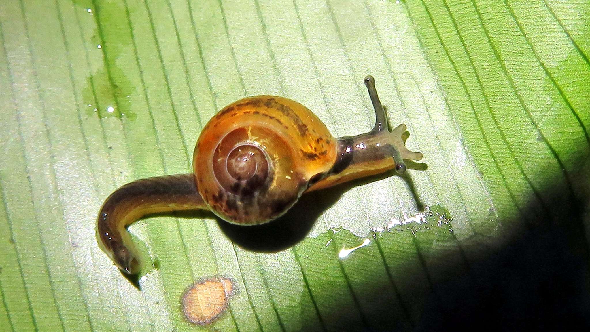 Ovachlamys fulgens