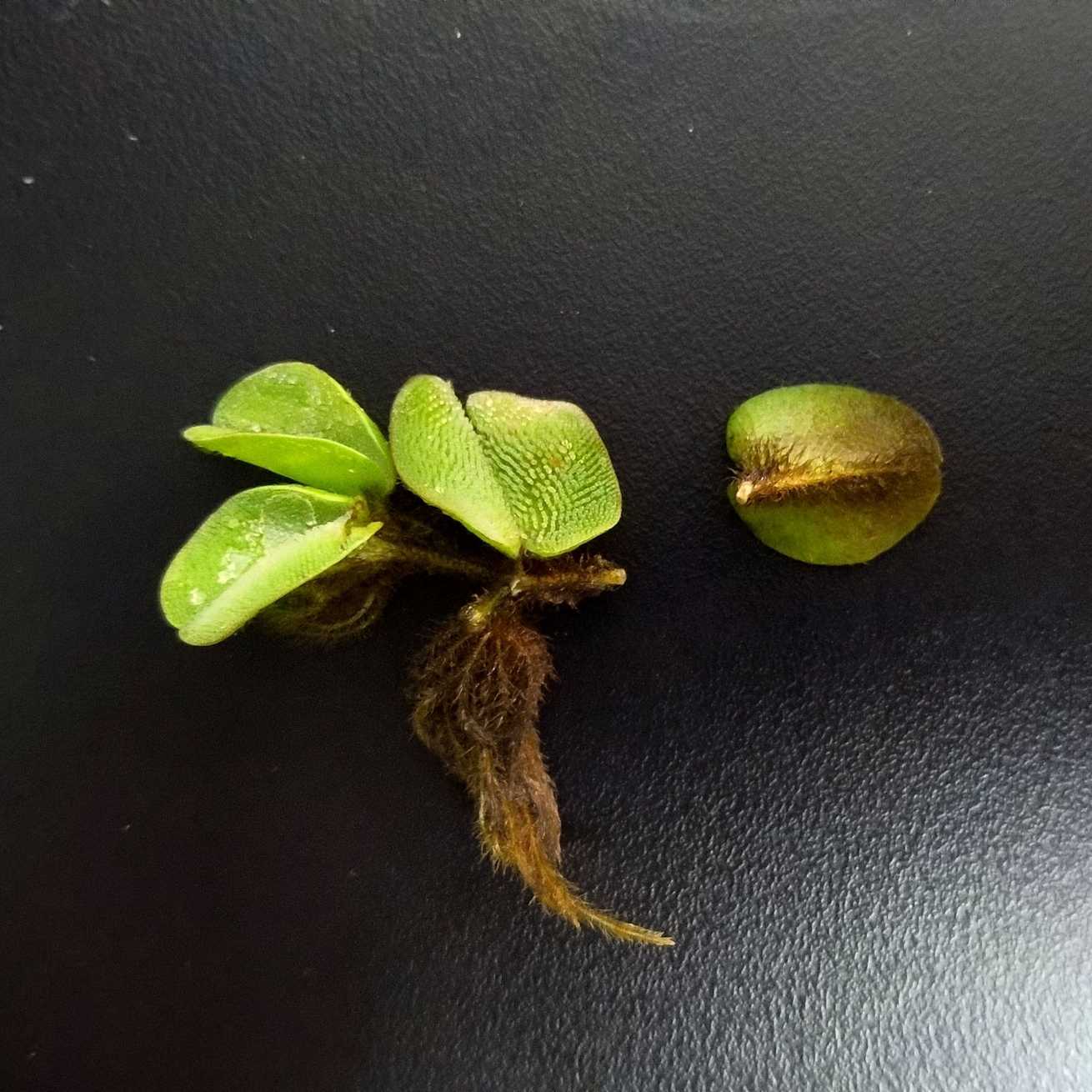 Salvinia biloba