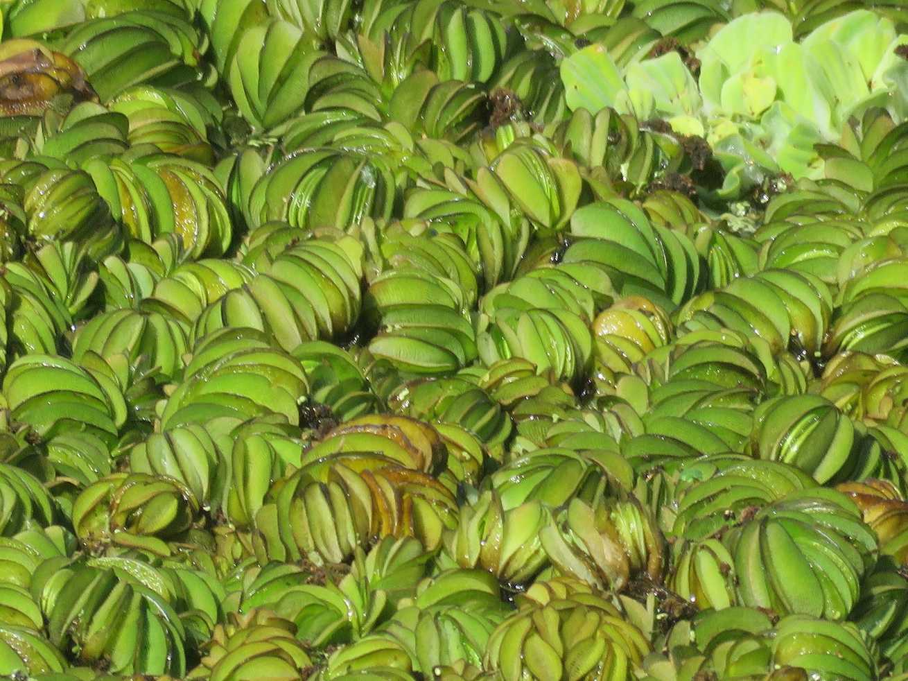 Salvinia biloba