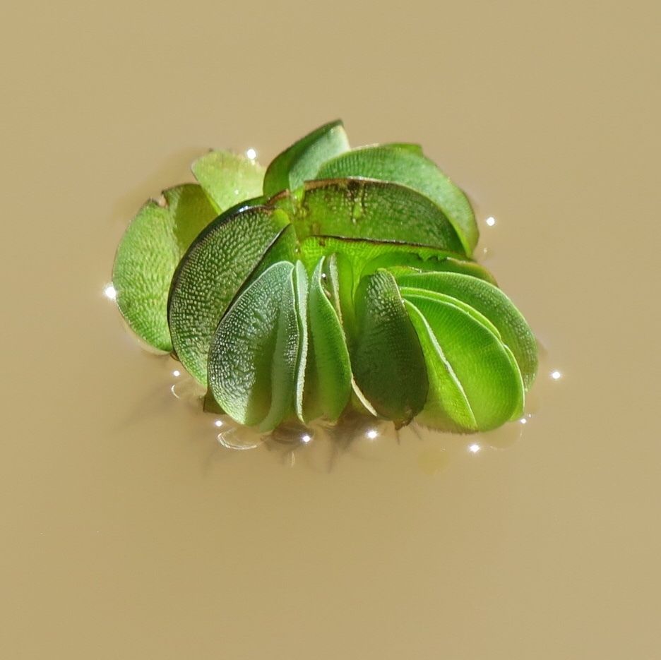 Salvinia biloba
