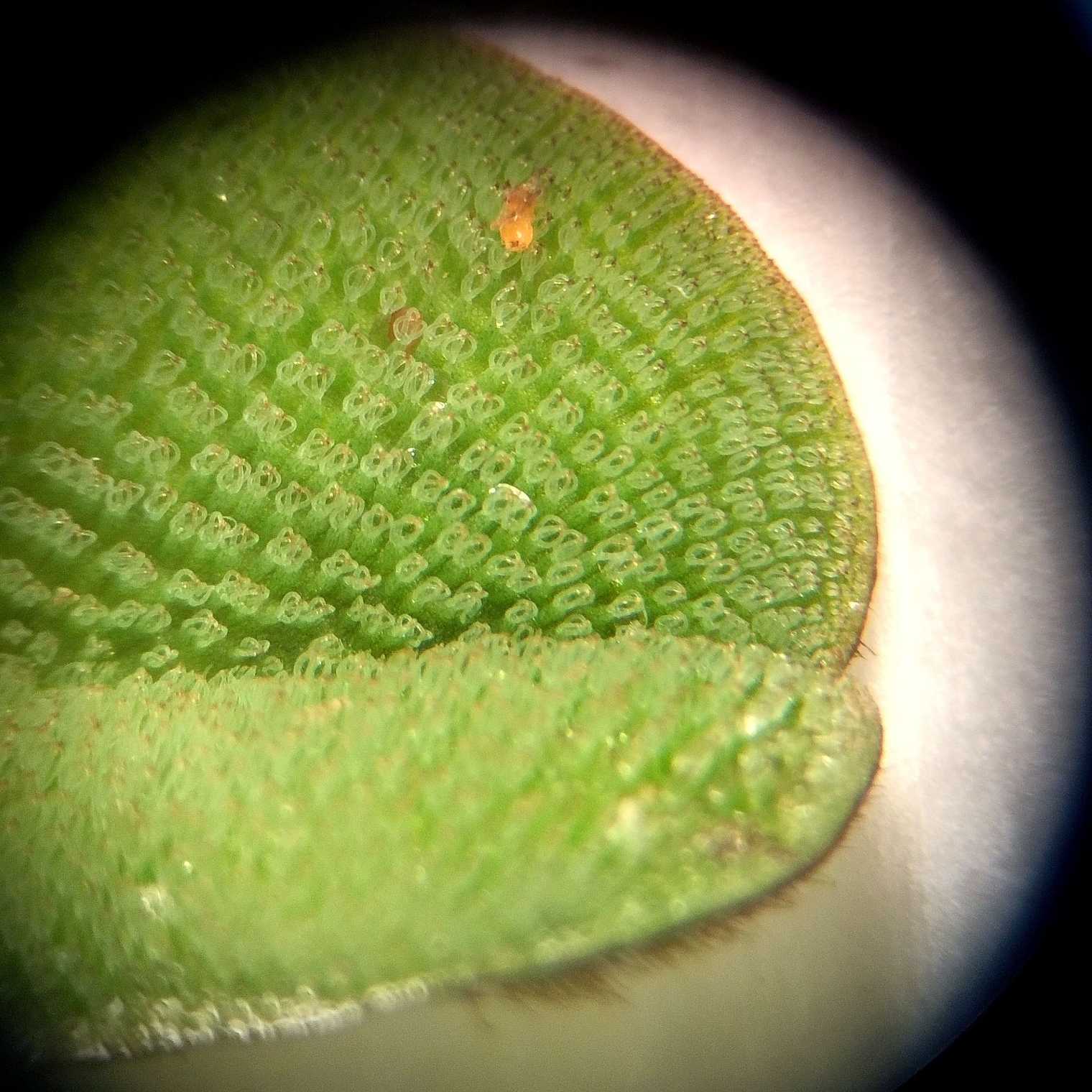 Salvinia biloba