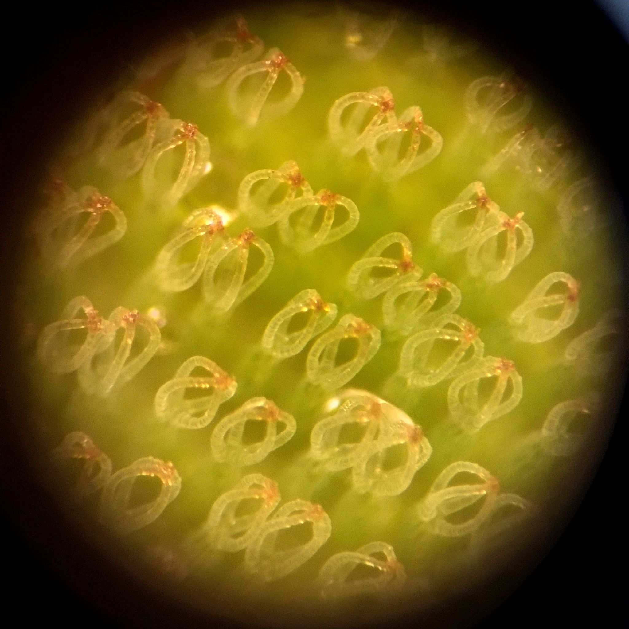 Salvinia biloba