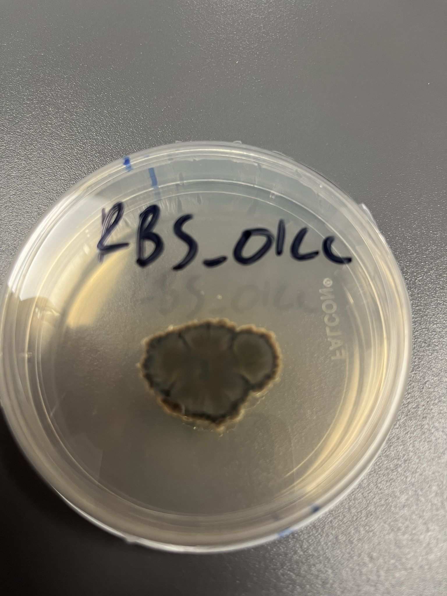 Curvularia spicifera