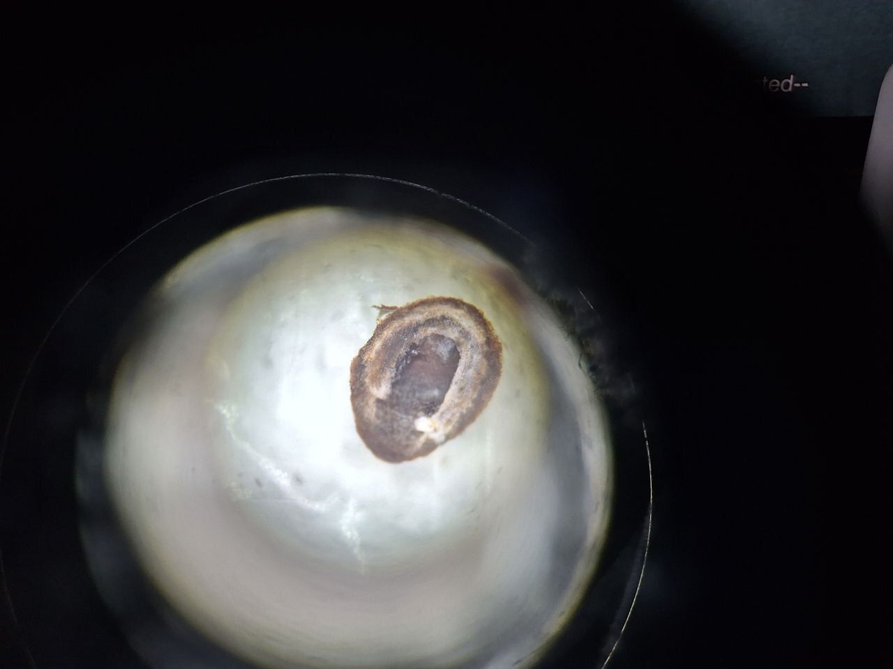 Furcaspis biformis