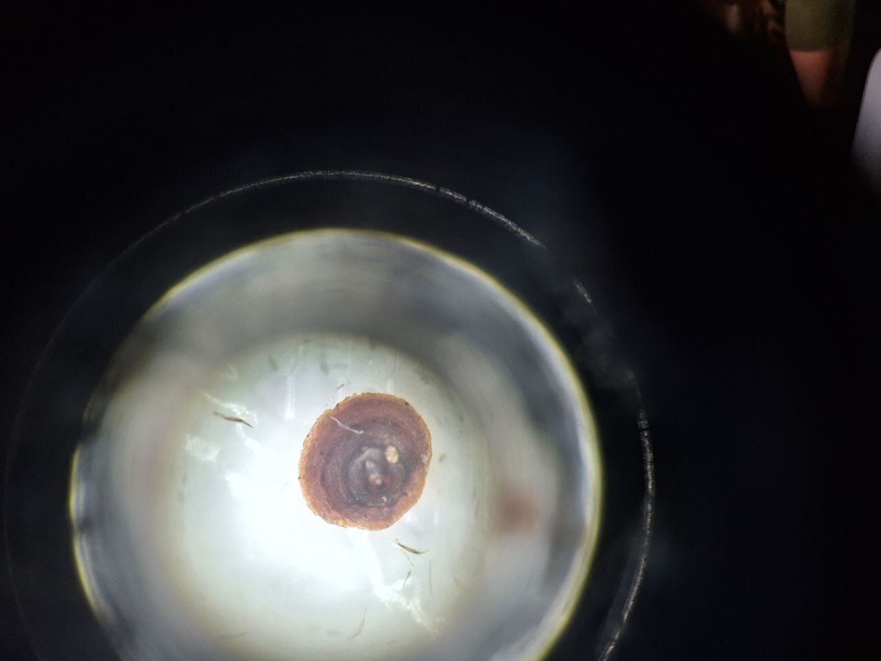 Furcaspis biformis