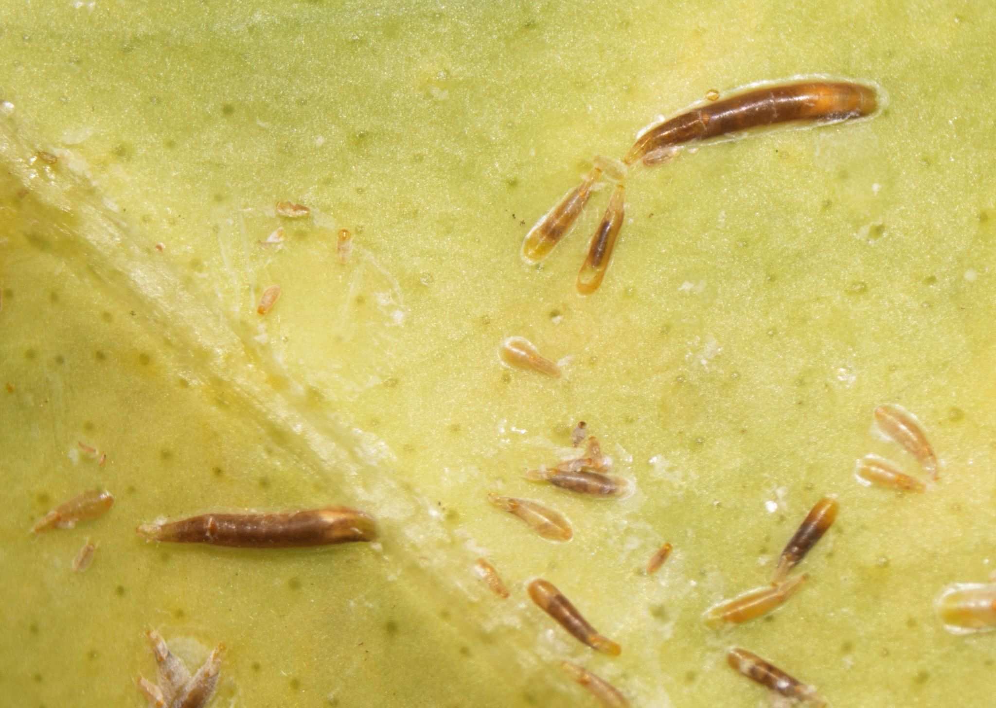 Lepidosaphes gloverii
