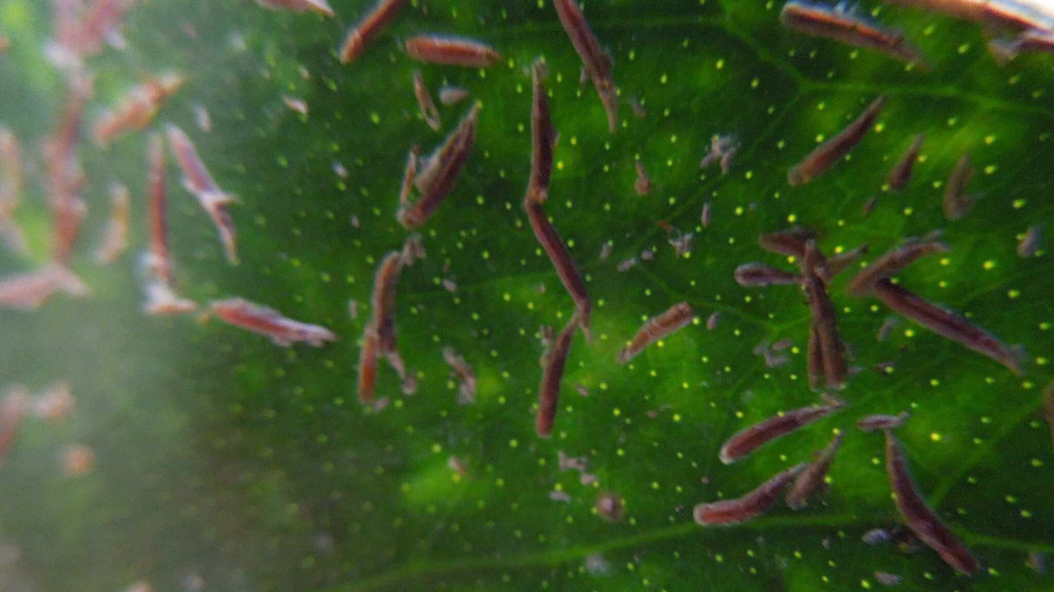 Lepidosaphes gloverii