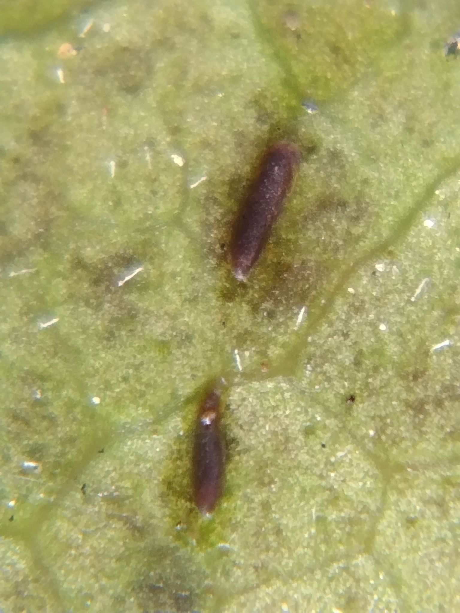 Lepidosaphes gloverii