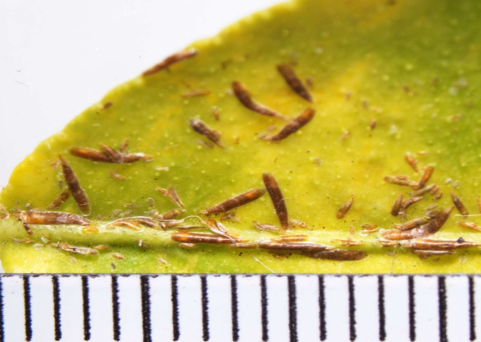 Lepidosaphes gloverii