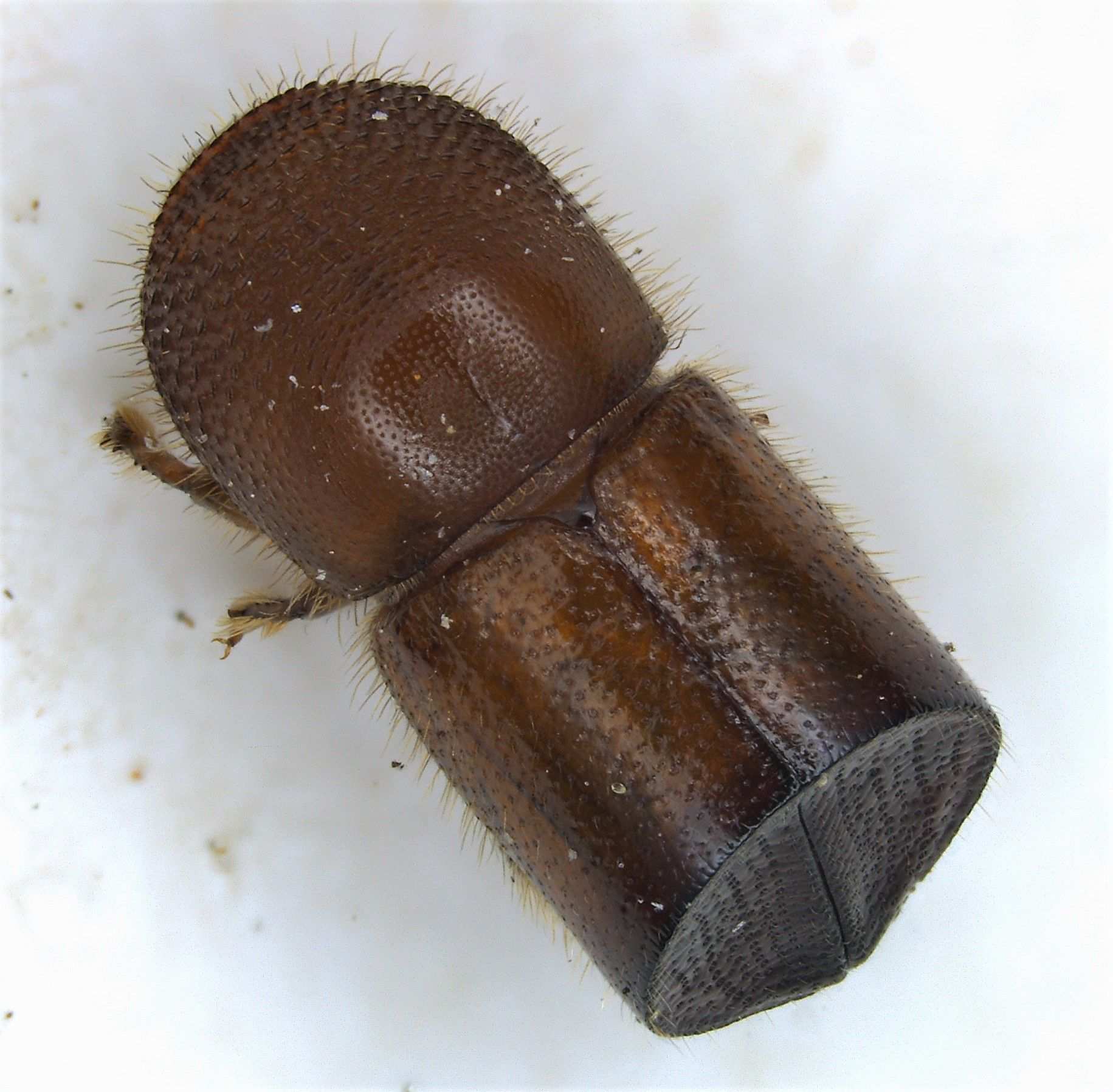 Xylosandrus amputatus