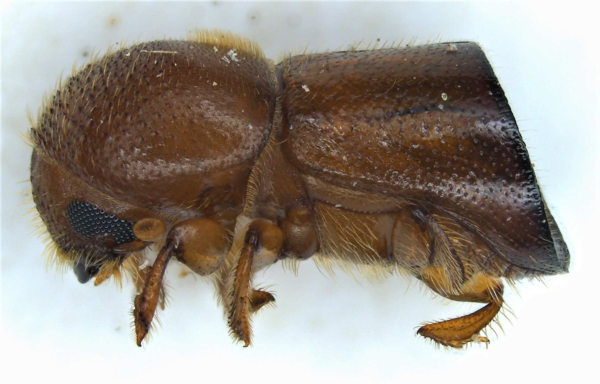 Xylosandrus amputatus