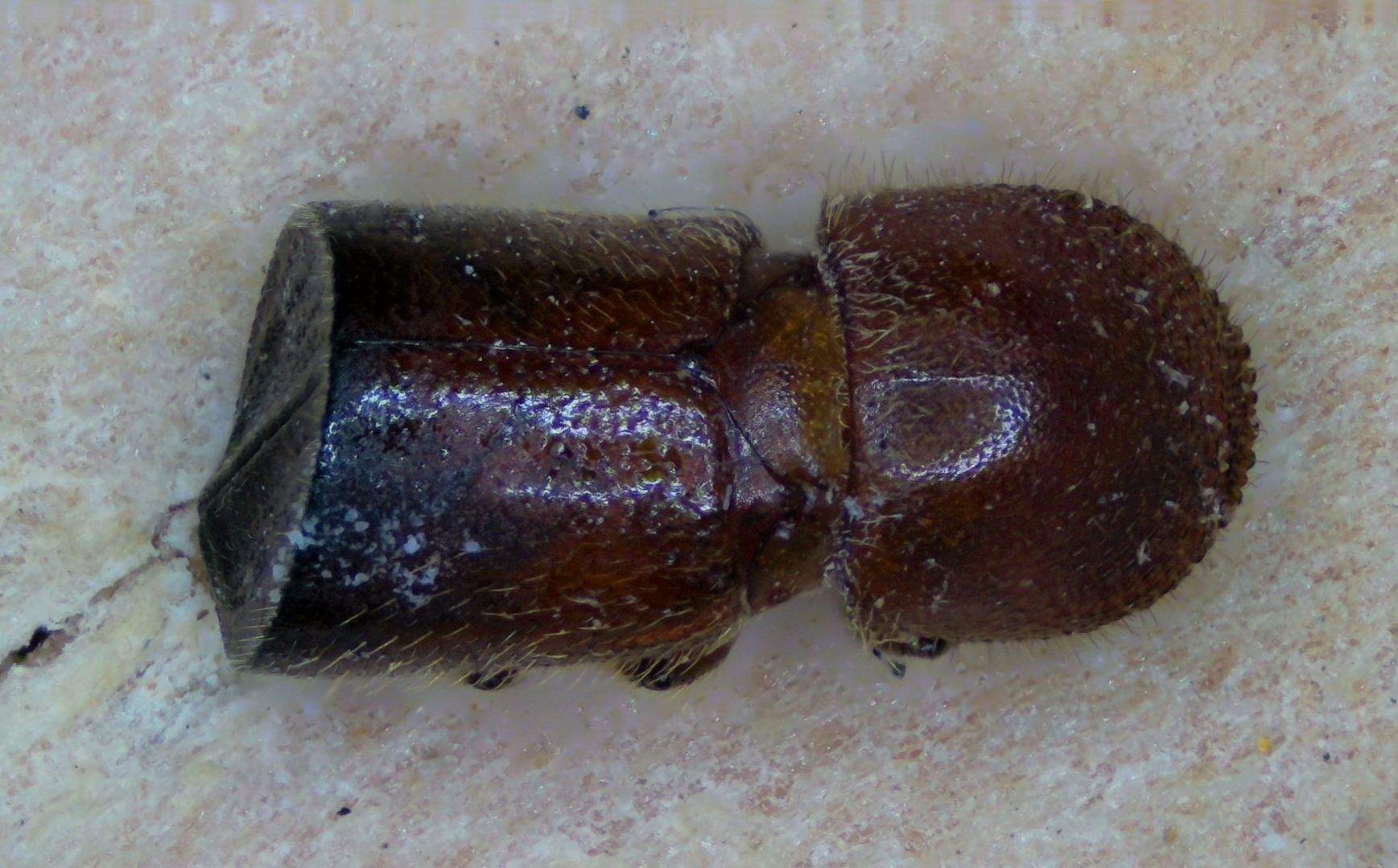 Xylosandrus amputatus