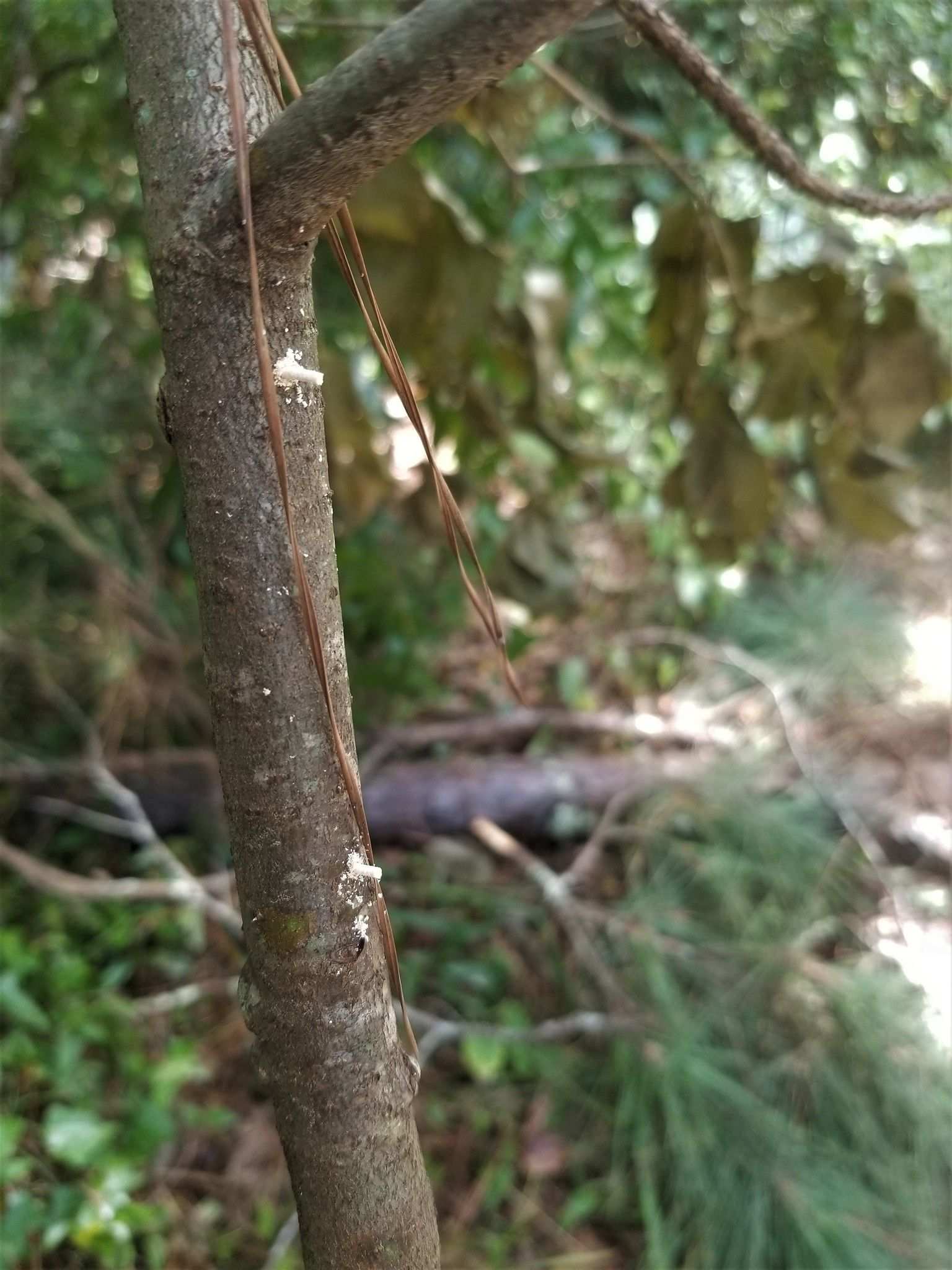 Xylosandrus amputatus