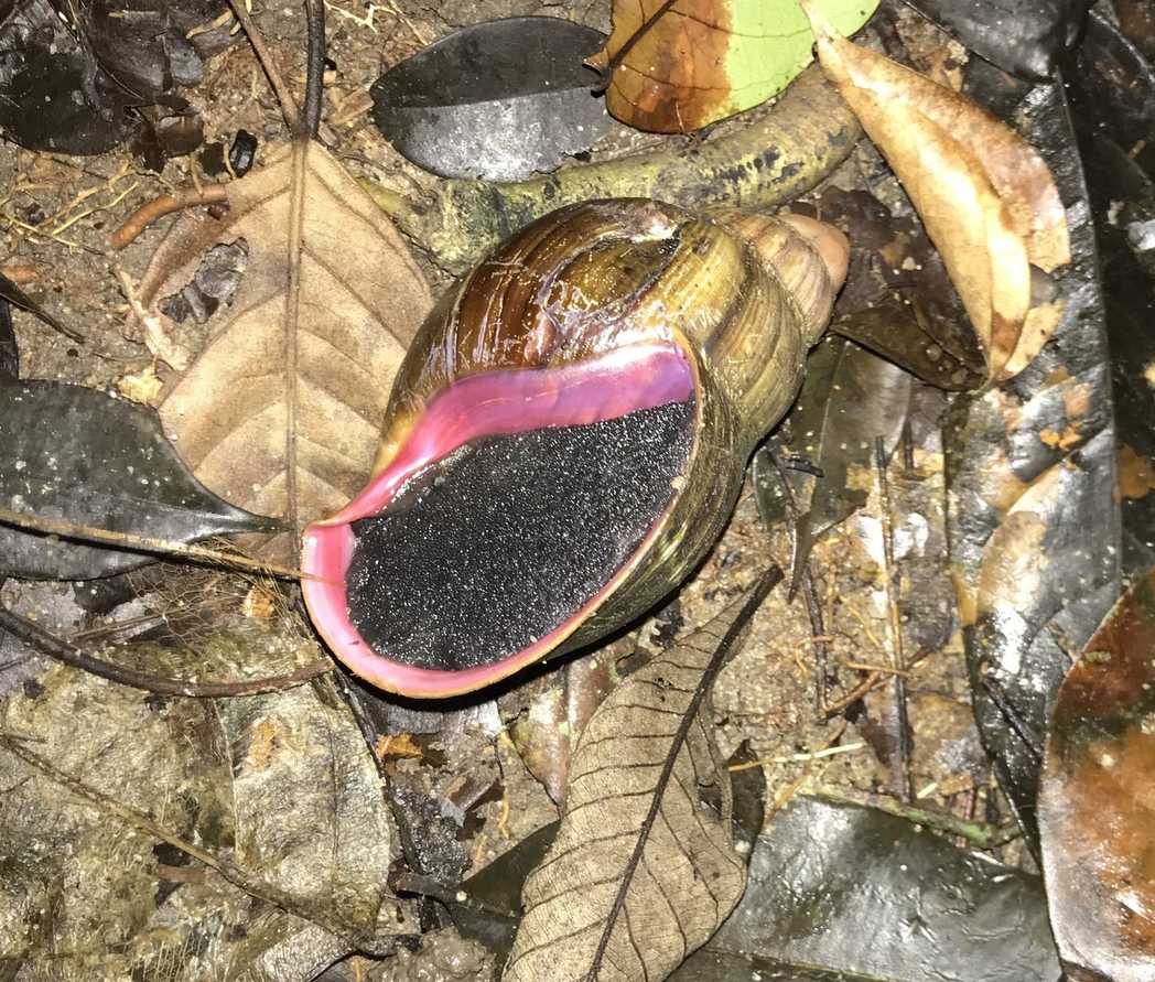 Archachatina ventricosa