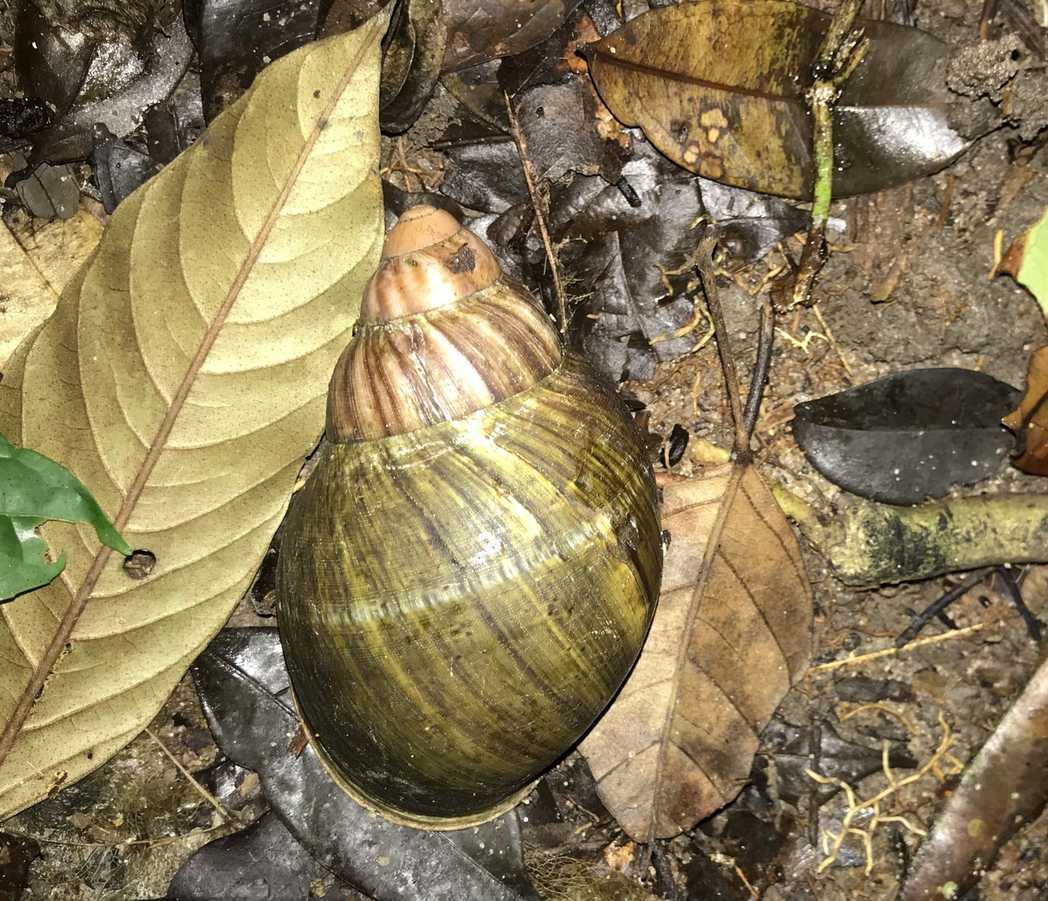 Archachatina ventricosa