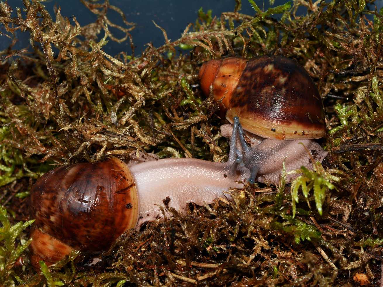 Archachatina ventricosa
