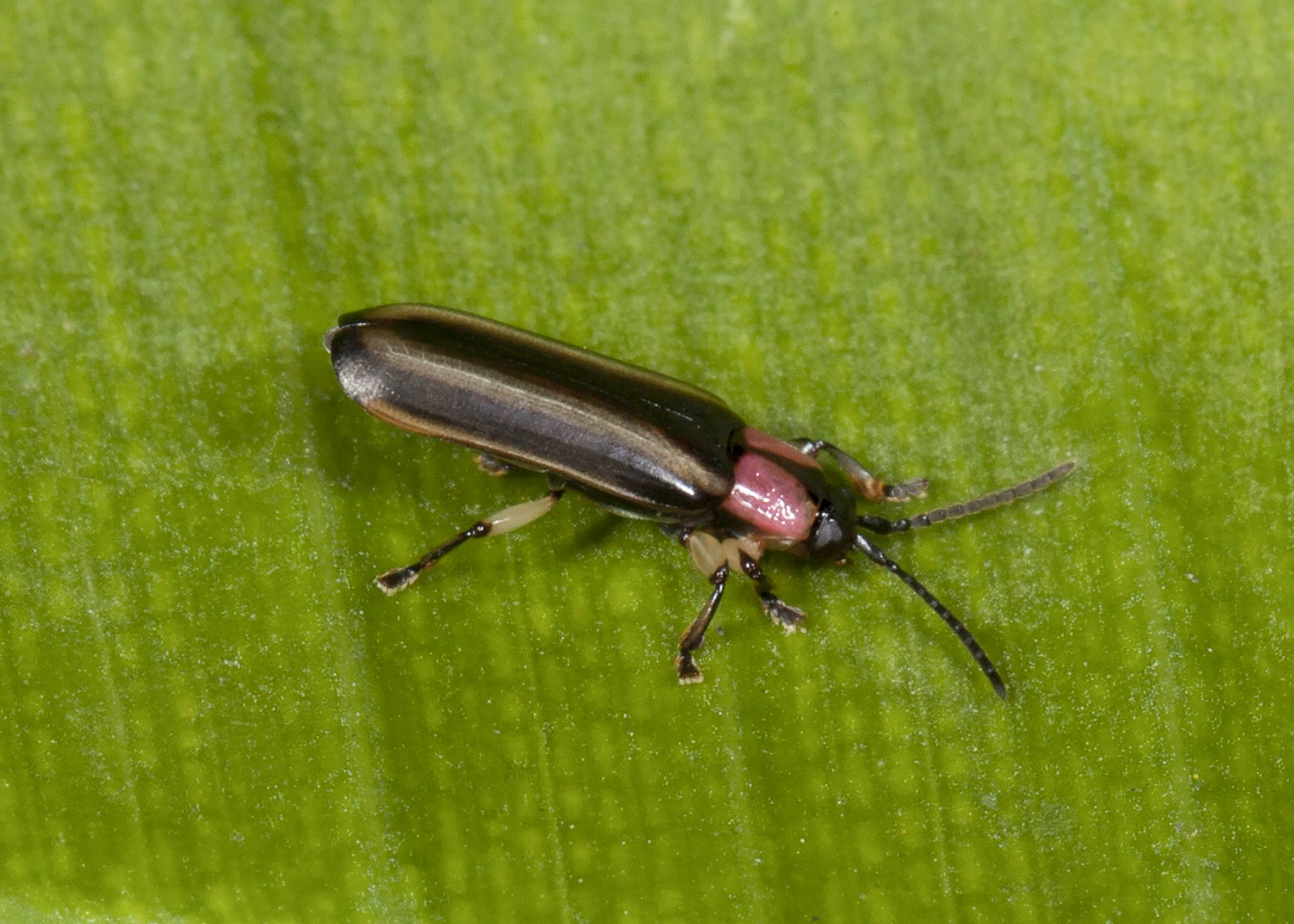 Cephaloleia belti