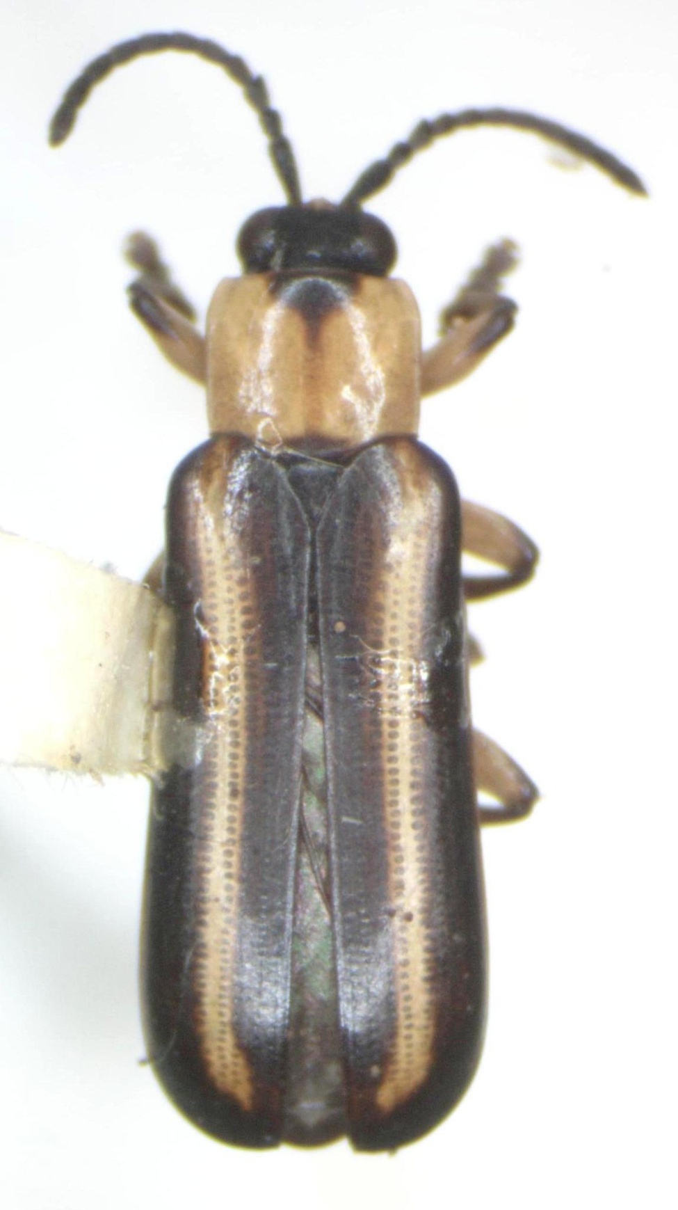 Cephaloleia belti