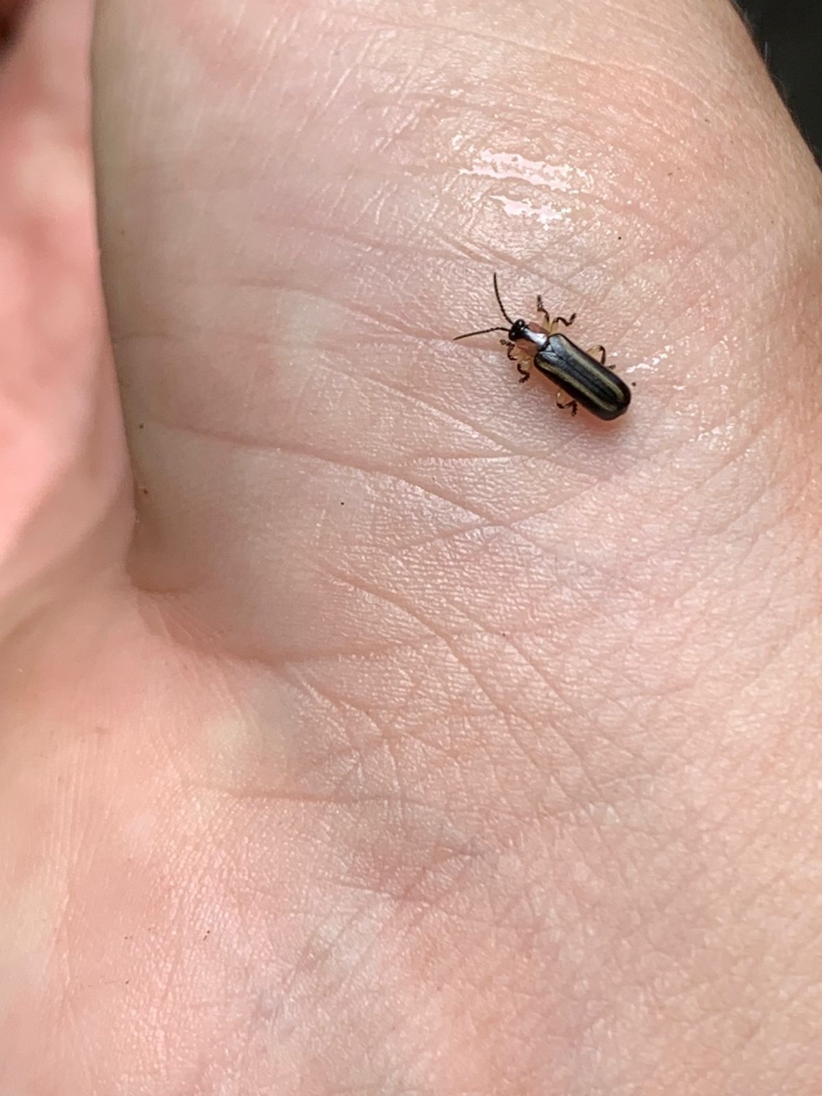 Cephaloleia belti