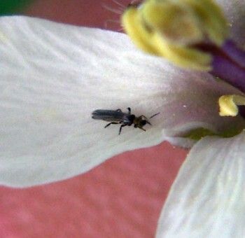 Melanthrips fuscus