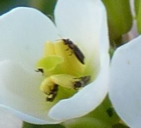 Melanthrips fuscus