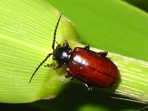 Phygasia
