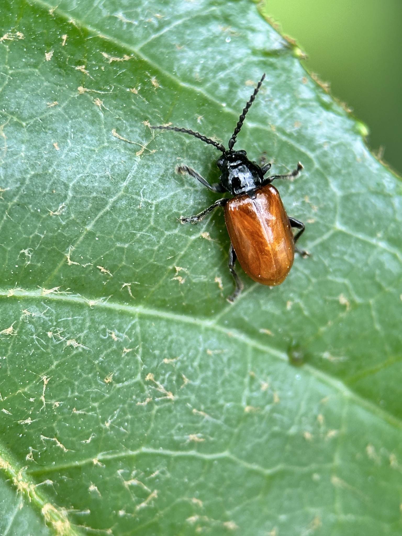 Phygasia