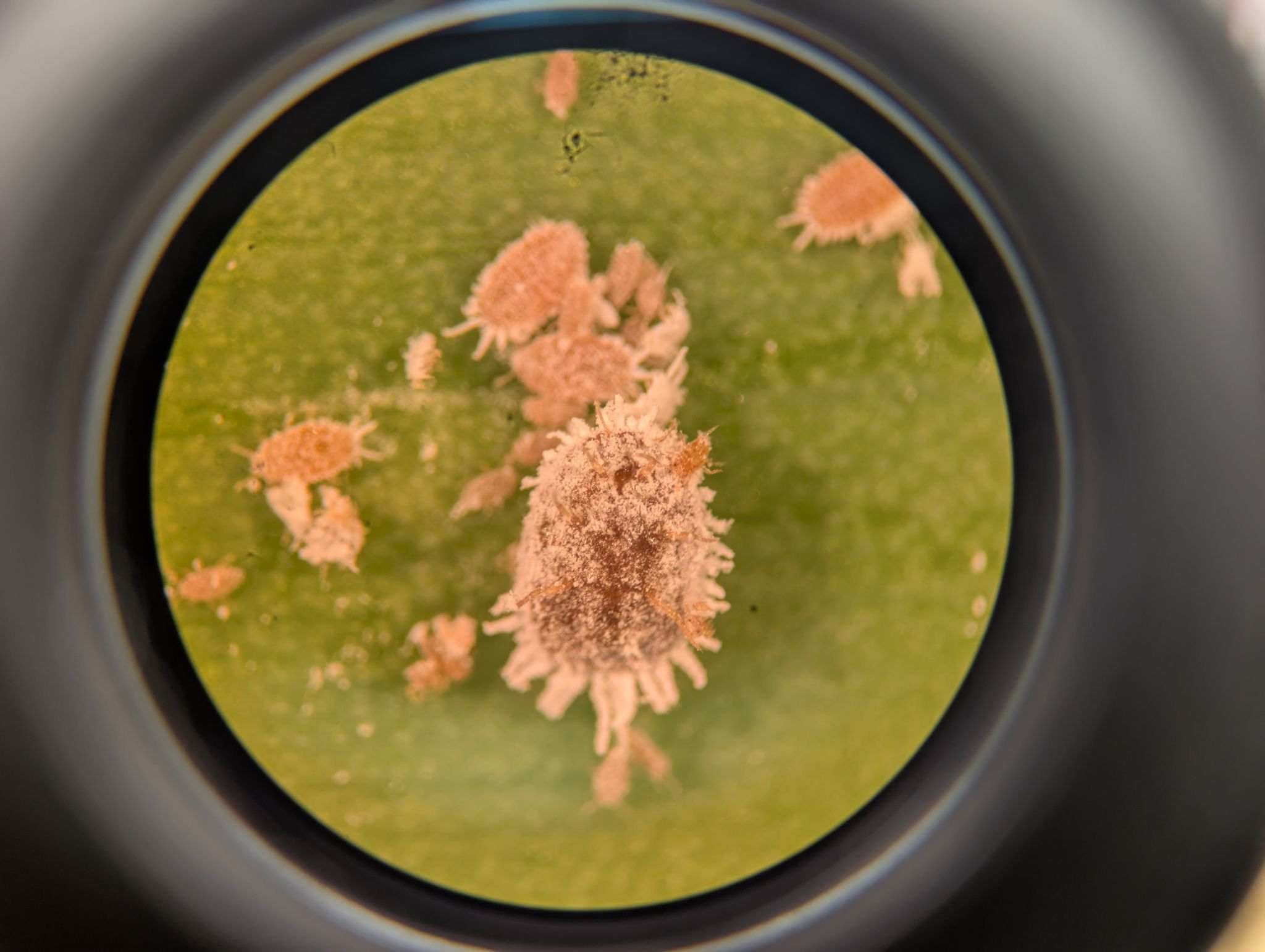 Dysmicoccus neobrevipes