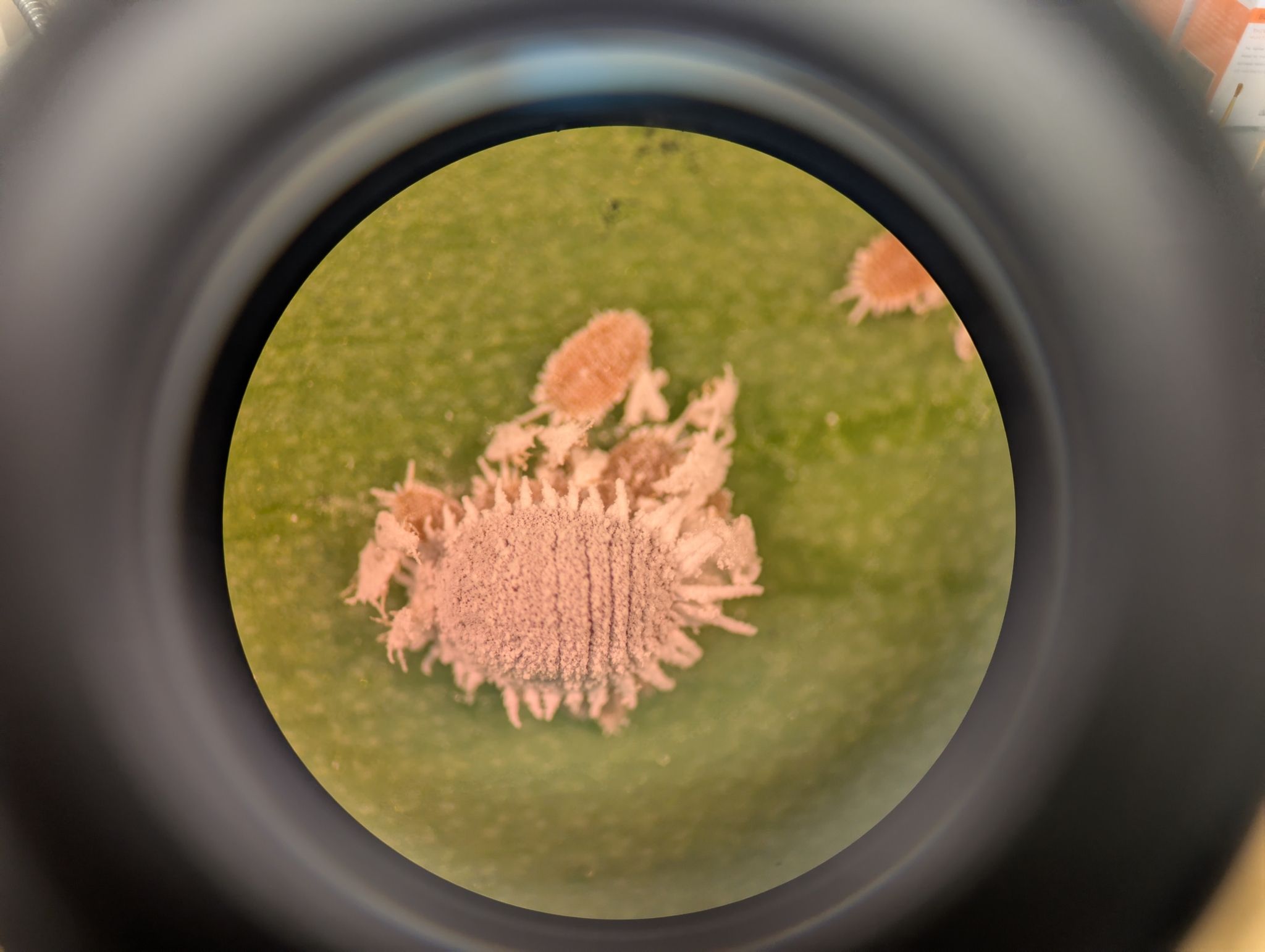 Dysmicoccus neobrevipes