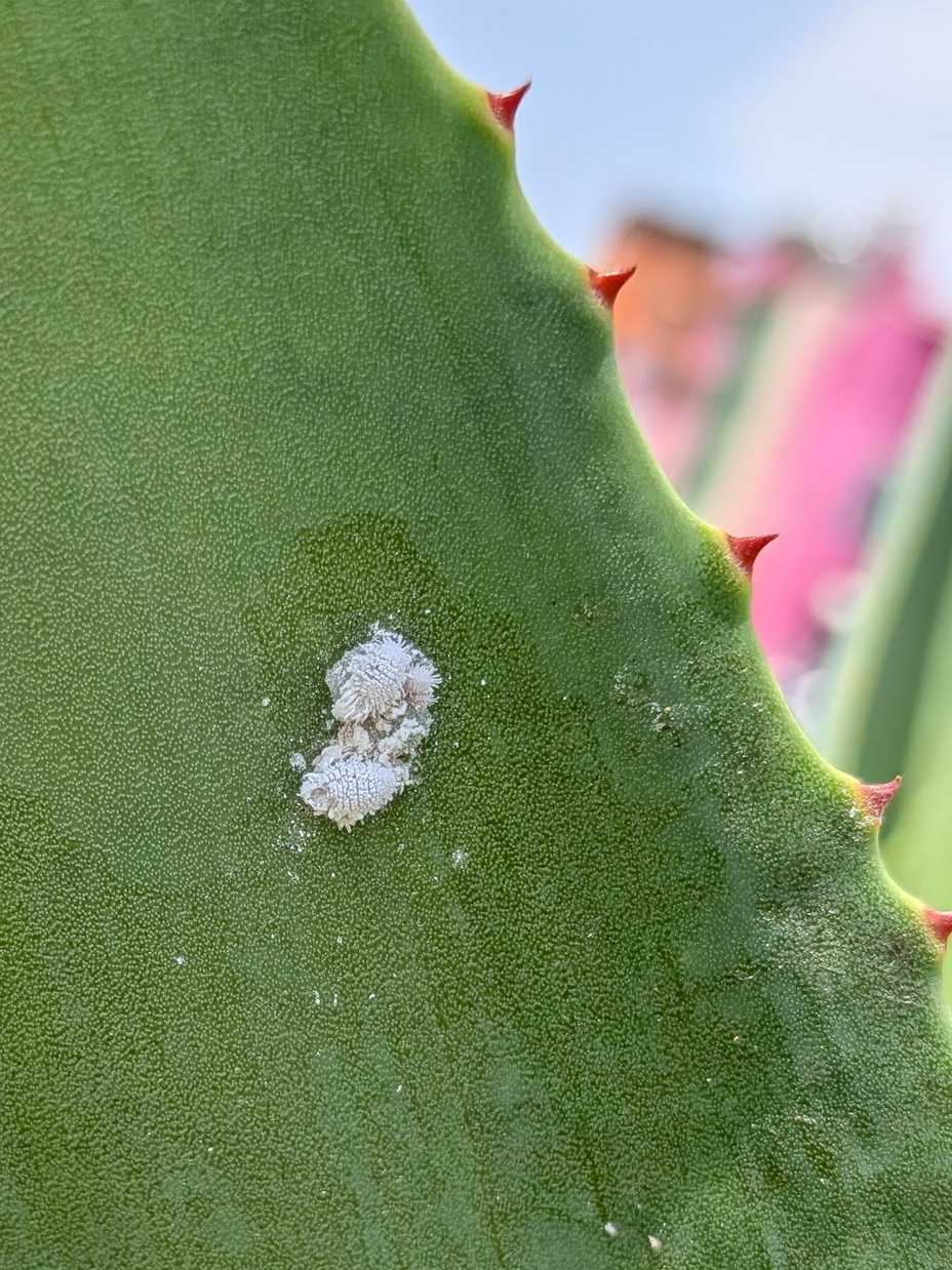 Dysmicoccus neobrevipes