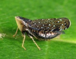 Scaphytopius