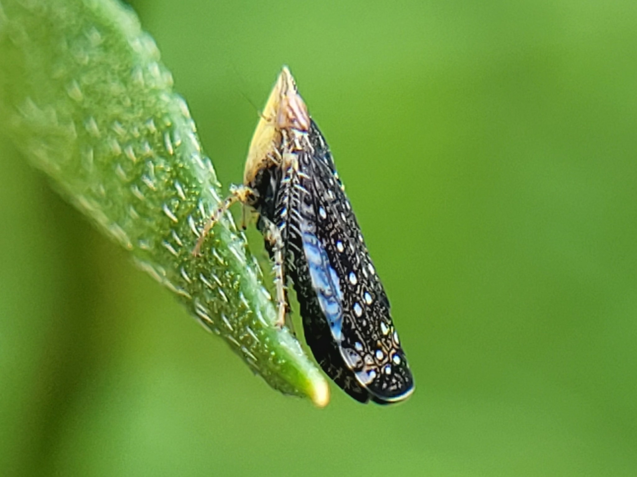 Scaphytopius
