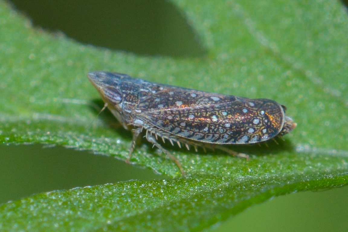 Scaphytopius