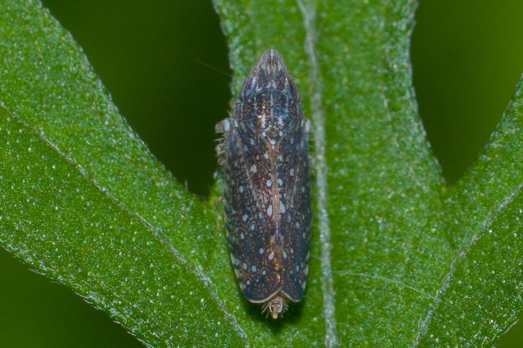 Scaphytopius