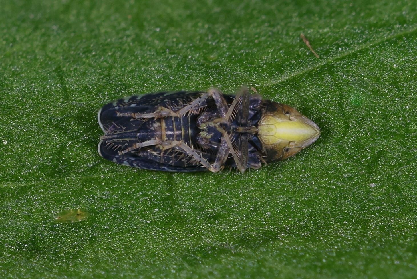 Scaphytopius