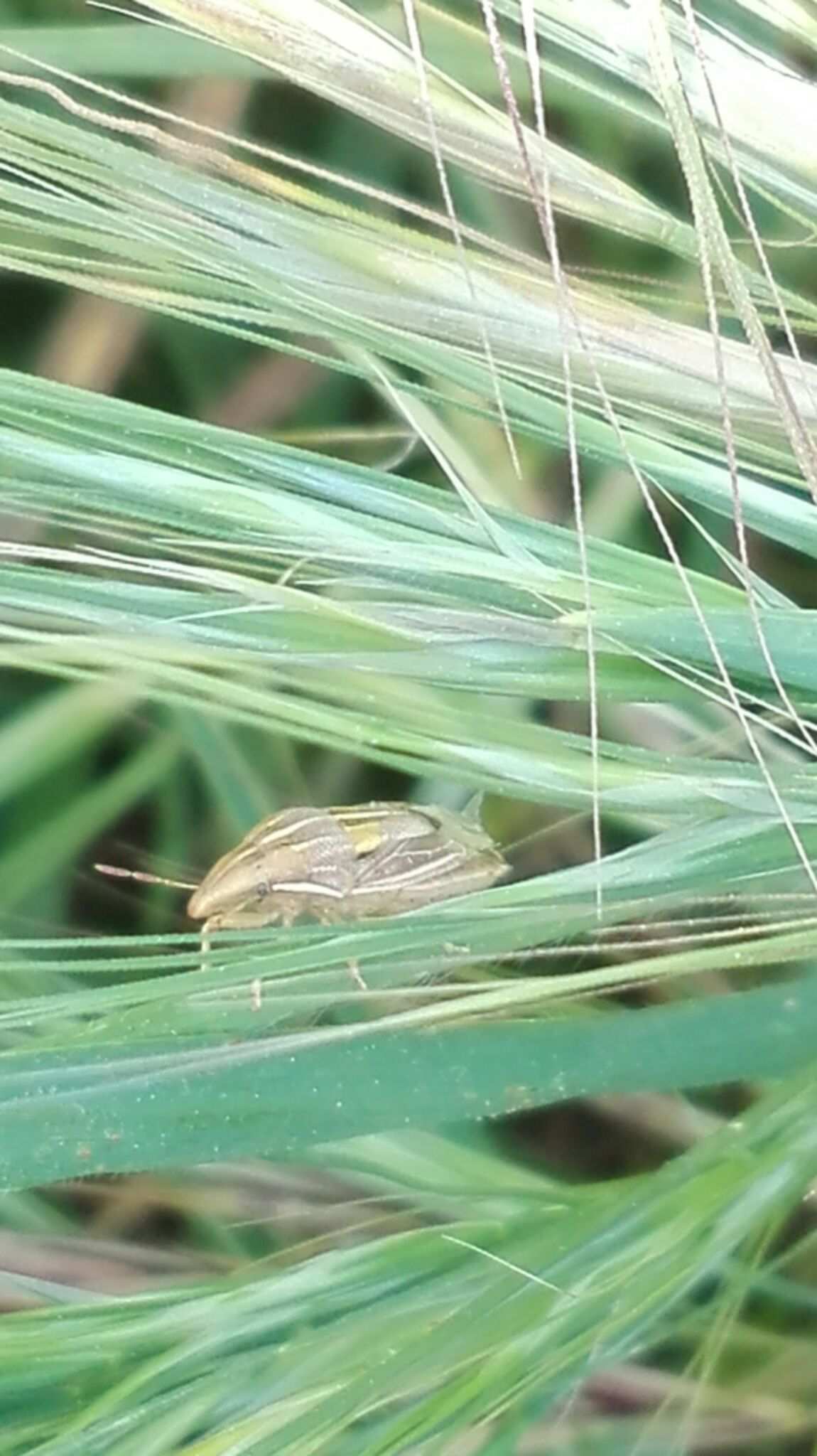 Aelia rostrata
