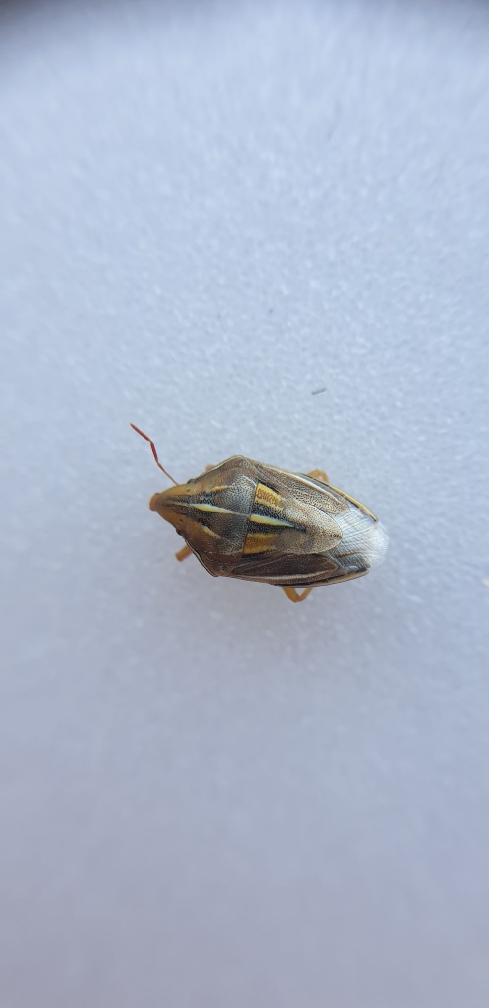 Aelia rostrata