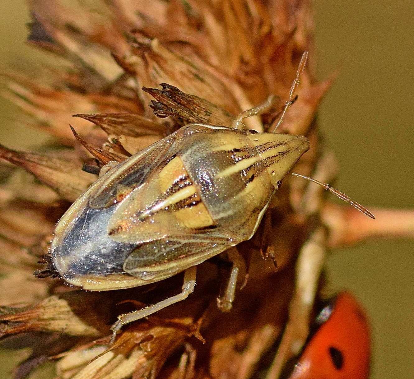 Aelia rostrata