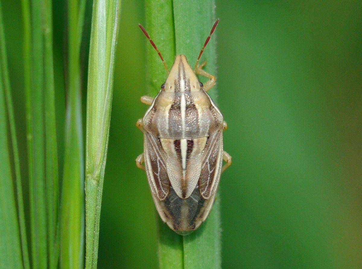Aelia rostrata
