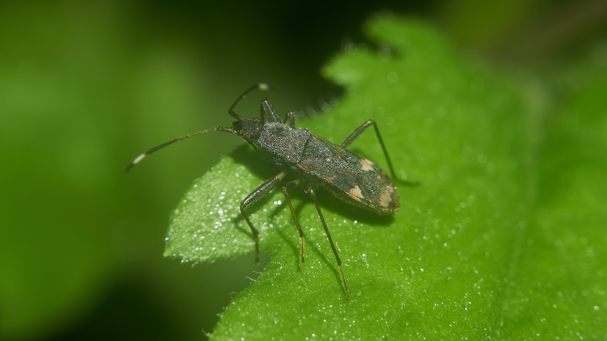 Metochus abbreviatus